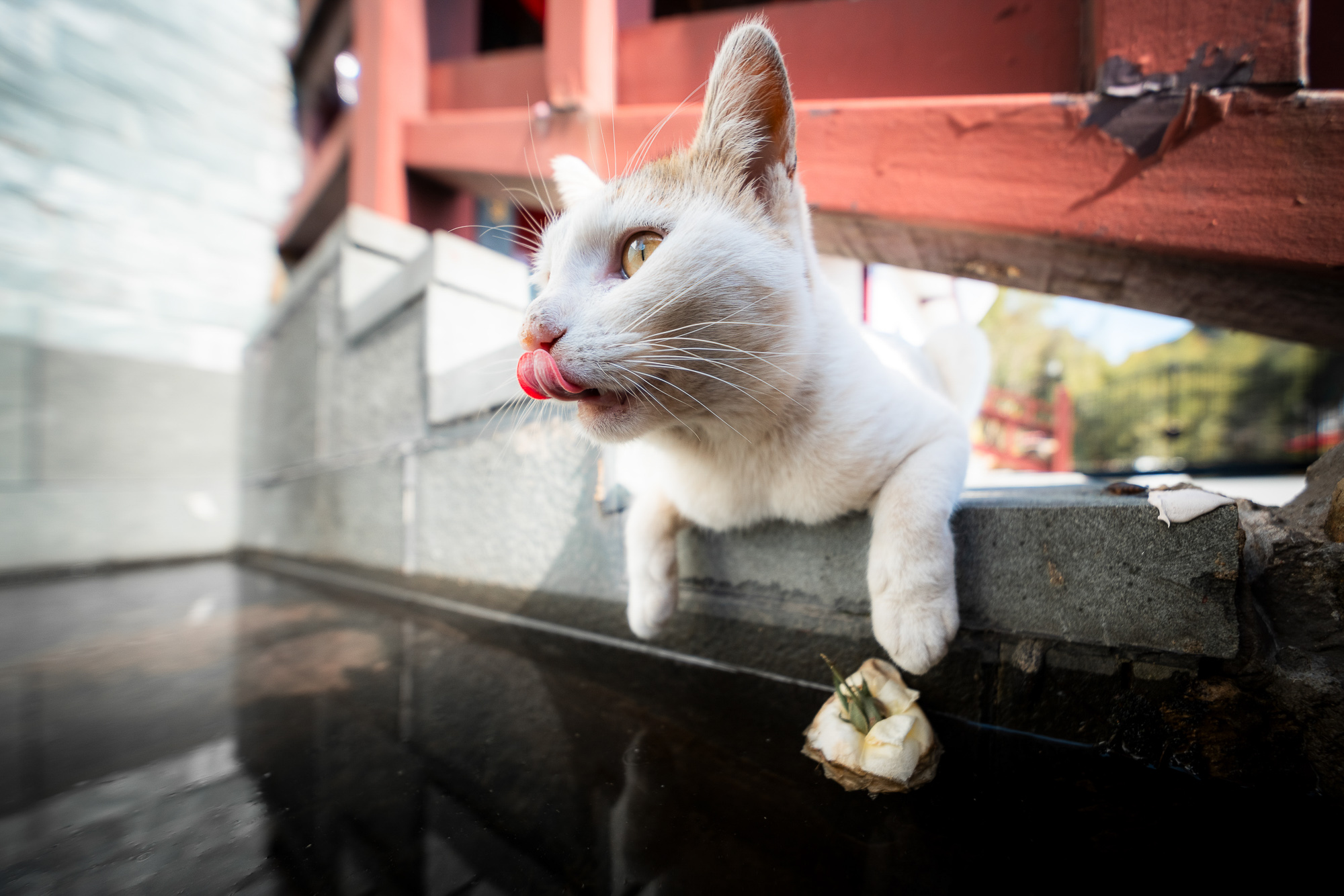 Obiektyw Laowa 10 mm f/2,8 FF II C&D-Dreamer AF do Sony E